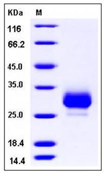 SDS-PAGE analysis of Cynomolgus CD32b His tag protein