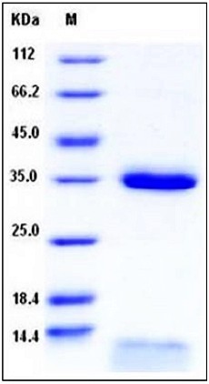 SDS-PAGE analysis of Human FCGRT & B2M Heterodimer Protein
