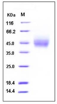 SDS-PAGE analysis of human CD89 His tag protein