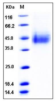SDS-PAGE analysis of human CLEC12A His tag protein