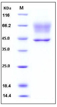 SDS-PAGE analysis of Human SerpinA3 His tag protein