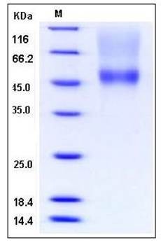 SDS-PAGE analysis of human CD16a His AVI tag protein