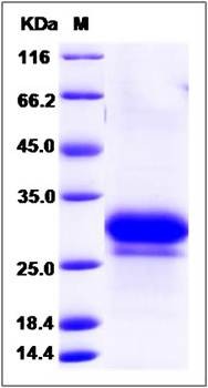 SDS-PAGE analysis of human FKBP7 protein (His Tag)