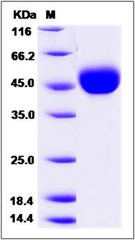 SDS-PAGE analysis of Human LRG1 protein (His Tag)