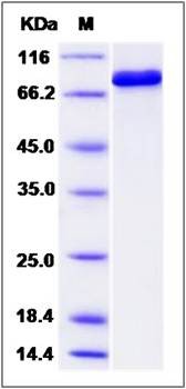 SDS-PAGE analysis of Human IHPK1 protein (GST Tag)
