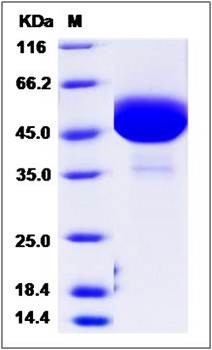 SDS-PAGE analysis of mouse GM-CSF protein