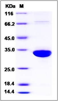SDS-PAGE analysis of human ECH1 protein (His Tag)
