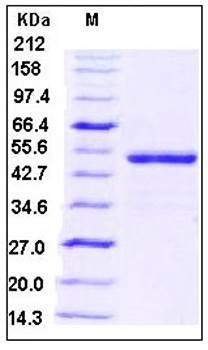 SDS-PAGE analysis of human BMP5 Fc tag protein