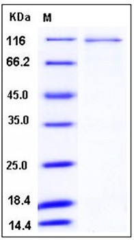 SDS-PAGE analysis of Human MAP4K2 His GST tag protein