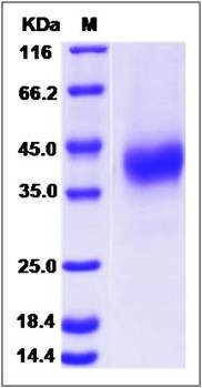 SDS-PAGE analysis of orb171642