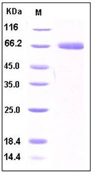 SDS-PAGE analysis of human B7H1 Fc tag protein