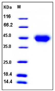 SDS-PAGE analysis of mouse TNFRII His tag protein