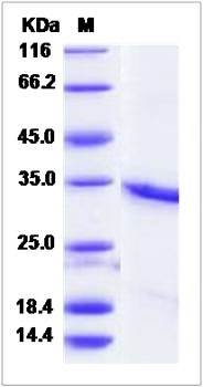 SDS-PAGE analysis of Human PSMA3 protein (His Tag)