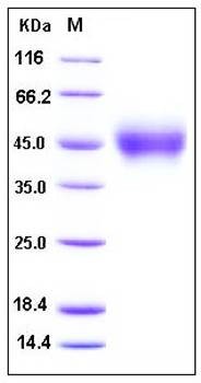 SDS-PAGE analysis of human CD124 His tag protein