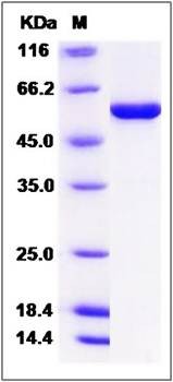 SDS-PAGE analysis of human RUVBL1 protein (His Tag)