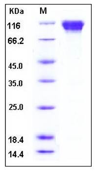 SDS-PAGE analysis of mouse CD62L Fc His tag protein