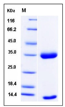SDS-PAGE analysis of Cynomolgus FCGRT Heterodimer His tag Protein