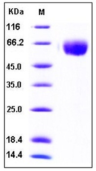 SDS-PAGE analysis of human TGFBR2 Fc His tag protein