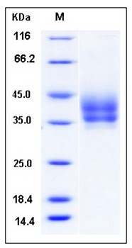 SDS-PAGE analysis of Mouse PDL2 His tag protein