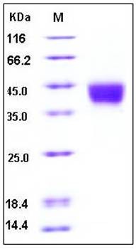SDS-PAGE analysis of Human CD200 His tag protein