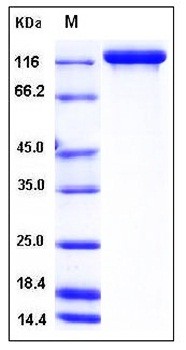 SDS-PAGE analysis of Human SEMA5A Fc tag protein