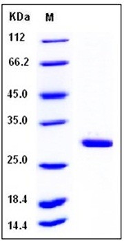 SDS-PAGE analysis of Human METTL1 His tag protein