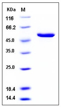 SDS-PAGE analysis of H1N1 NP His tag protein