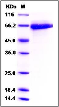 SDS-PAGE analysis of Cynomolgus CD84 protein