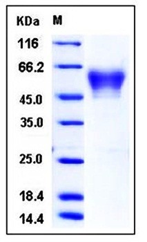SDS-PAGE analysis of Human NRXN3 His tag protein