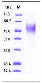SDS-PAGE analysis of human CD16b His tag protein