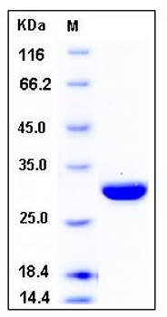 SDS-PAGE analysis of human CA2 His tag protein
