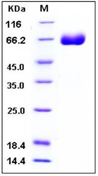 SDS-PAGE analysis of Mouse DNAM1 Fc His tag protein