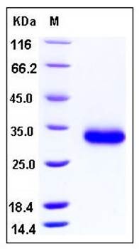 SDS-PAGE analysis of Human CD40 His tag protein