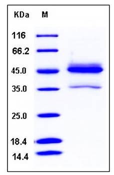 SDS-PAGE analysis of human ALK4 Fc His tag protein