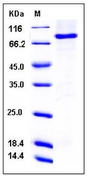 SDS-PAGE analysis of Human DR6 Fc tag protein