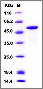 SDS-PAGE analysis of human CASQ1 protein (Native)