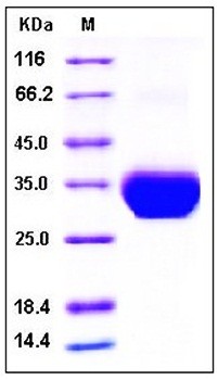 SDS-PAGE analysis of Human Layilin His tag protein