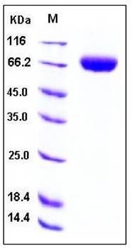 SDS-PAGE analysis of human 2B4 Fc tag protein