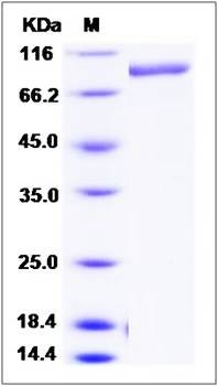 SDS-PAGE analysis of cynomolgus COLEC12 protein (His Tag)