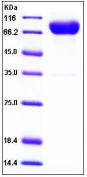 SDS-PAGE analysis of Human DNAM1 Fc His tag protein