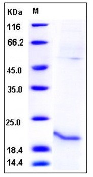 SDS-PAGE analysis of Human RLN1 His tag protein