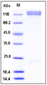 SDS-PAGE analysis of Human ITGA8 flag His tag protein