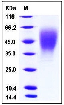 SDS-PAGE analysis of Human OSTM1 His tag protein
