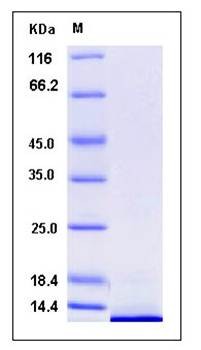 SDS-PAGE analysis of human CCL22 protein (His Tag)