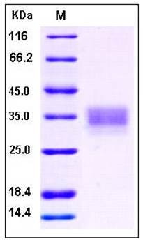 SDS-PAGE analysis of human CD147 protein