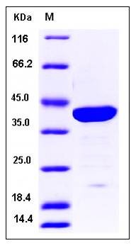 SDS-PAGE analysis of human Galectin-7 protein (GST Tag)