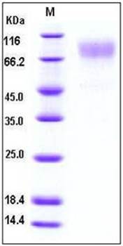 SDS-PAGE analysis of Human ICAM1 protein