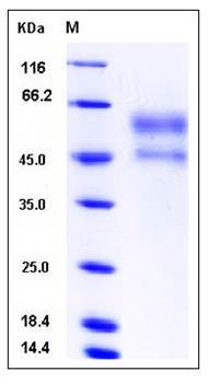 SDS-PAGE analysis of Human NGFR protein (His Tag)