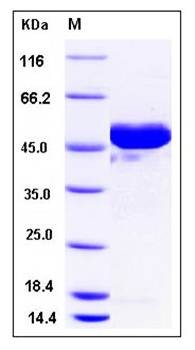 SDS-PAGE analysis of human ENO2 protein (His Tag)