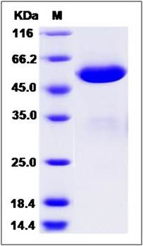 SDS-PAGE analysis of human BTN3A3 protein